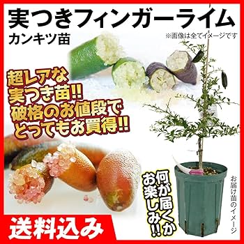 71Pka+Zu-3L._AC_UF350,